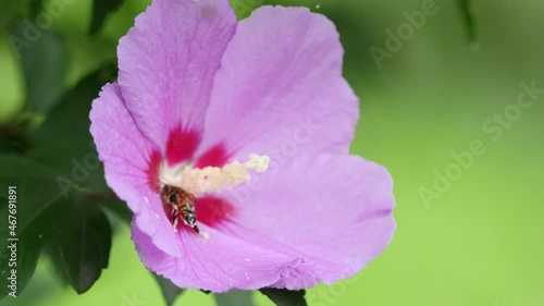 Bee collecting nectar from Mugunghwa flower, Gyeongsan-si, Gyeongsangbuk-do, South Korea