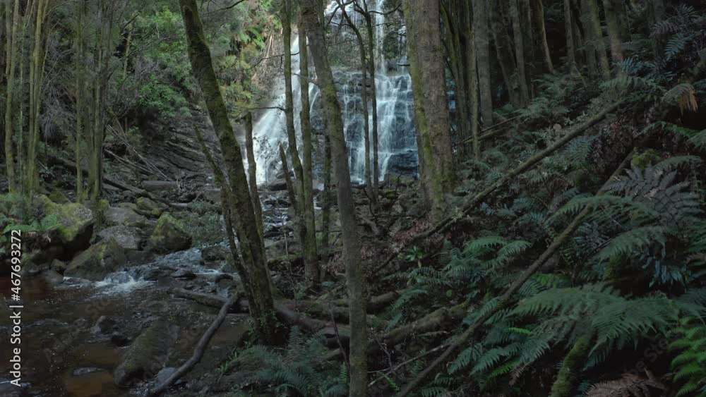 Discover and explore wild nature of Tasmania. Nelson falls in jungle forest Discover and explore wild nature of Tasmania. Nelson falls in jungle forest