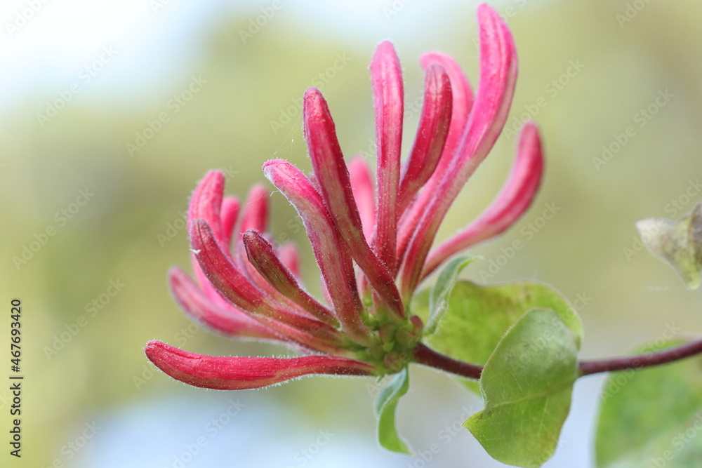 Fototapeta premium a closeup of some honeysuckle