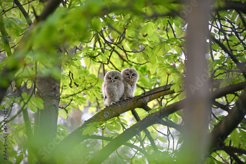 Tawny owl juveniles perched on a chestnut tree © PetrDolejsek