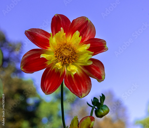 The dahlia (name, Pooh) in the dahlia garden Baden Baden near the lichtentaler alley. Baden Baden, Baden Württemberg, Germany photo