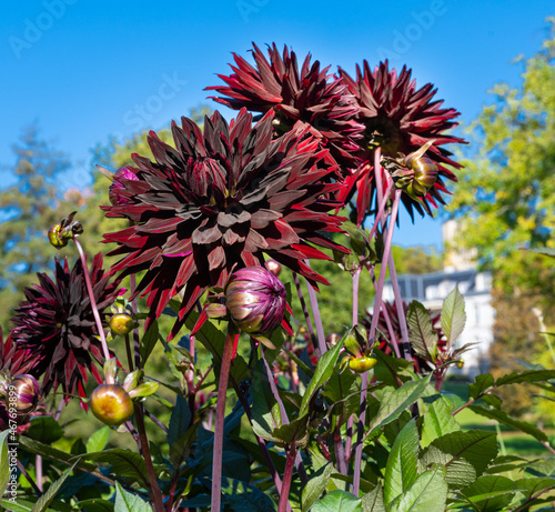 The dahlia (name, Black Jack) in the dahlia garden Baden Baden near the lichtentaler alley. Baden Baden, Baden Württemberg, Germany photo