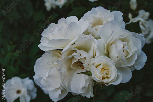 white rose flowers in the garden