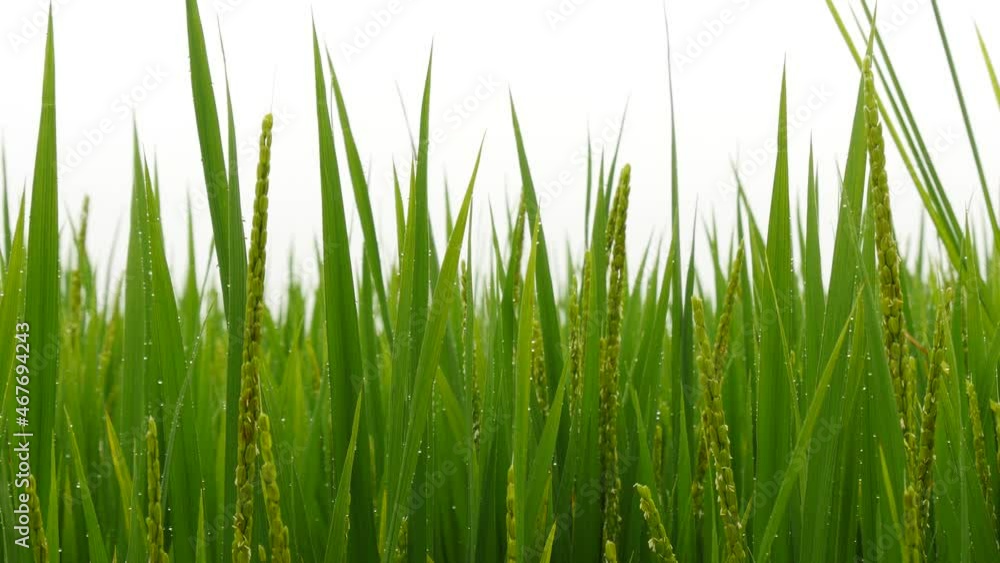 Close up of Wet Grass Growing During Rainy Season Close up of Wet Grass Growing During Rainy Season