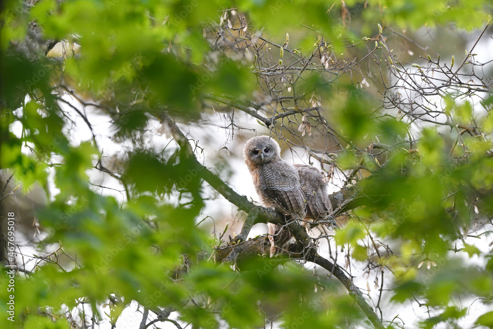 Tawny owl juveniles perched on a maple tree Tawny owl juveniles perched on a maple tree