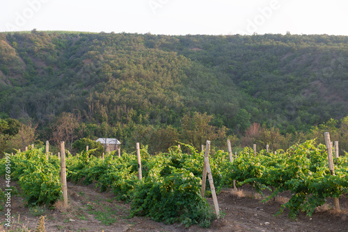 Green rows of vineyards on the slopes of the hill