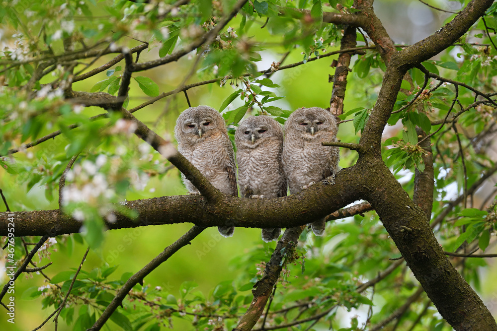 Tawny owl juveniles perched on a cherry tree