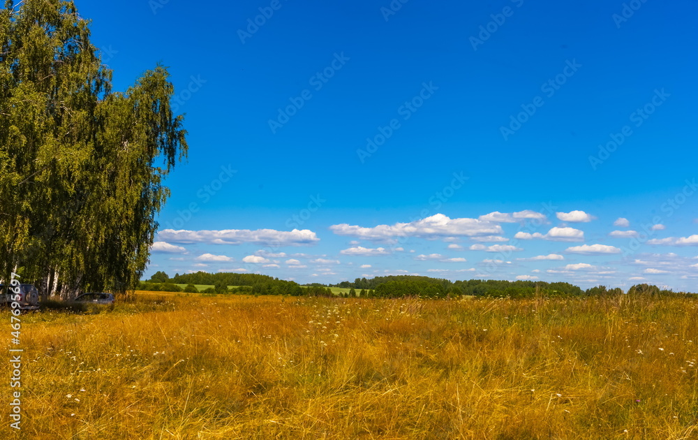 Summer landscape with dry yellow grass, shrubs, trees and blue sky with white clouds