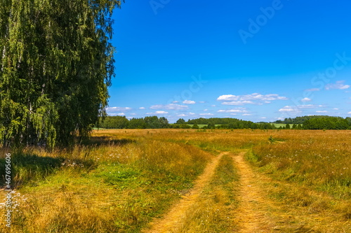 Summer landscape with grass, shrubs, trees and blue sky with white clouds