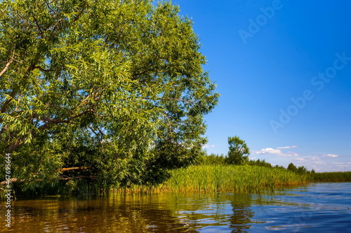Summer landscape with river, grass, shrubs, willow tree and blue sky with white clouds