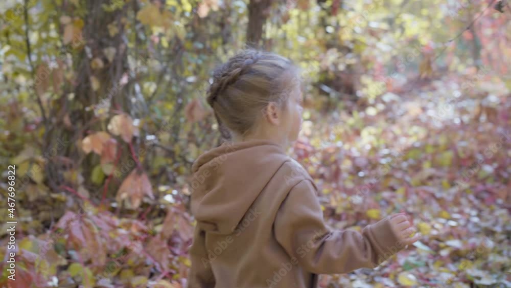Little girl collect autumn yellow and red leaves. Preschooler having fun during stroll in forest sunny fall day. Active family time on nature. Hiking with little kids. Leaves rustle. Little girl collect autumn yellow and red leaves. Preschooler having fun during stroll in forest sunny fall day. Active family time on nature. Hiking with little kids. Leaves rustle.