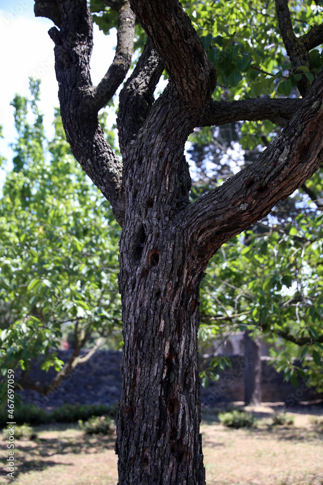 Closeup of the texture of an old trunk, in the sunny garden, Pompeii, Campania, Italy