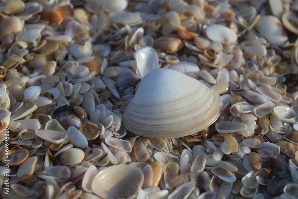 Sea shells and pebbles on the beach sand Sea shells and pebbles on the beach sand