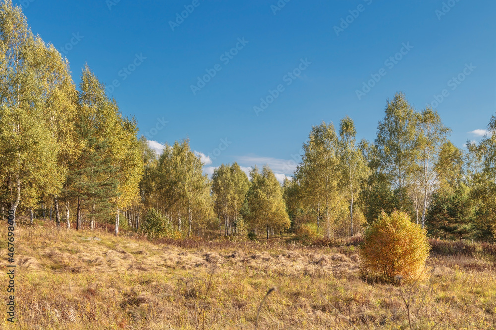 Fototapeta premium Autumn landscape, bush and trees on a meadow