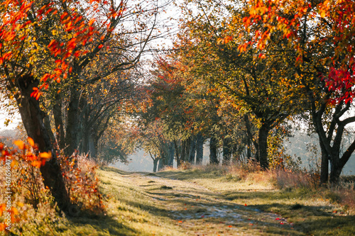 Eine Allee im Herbst