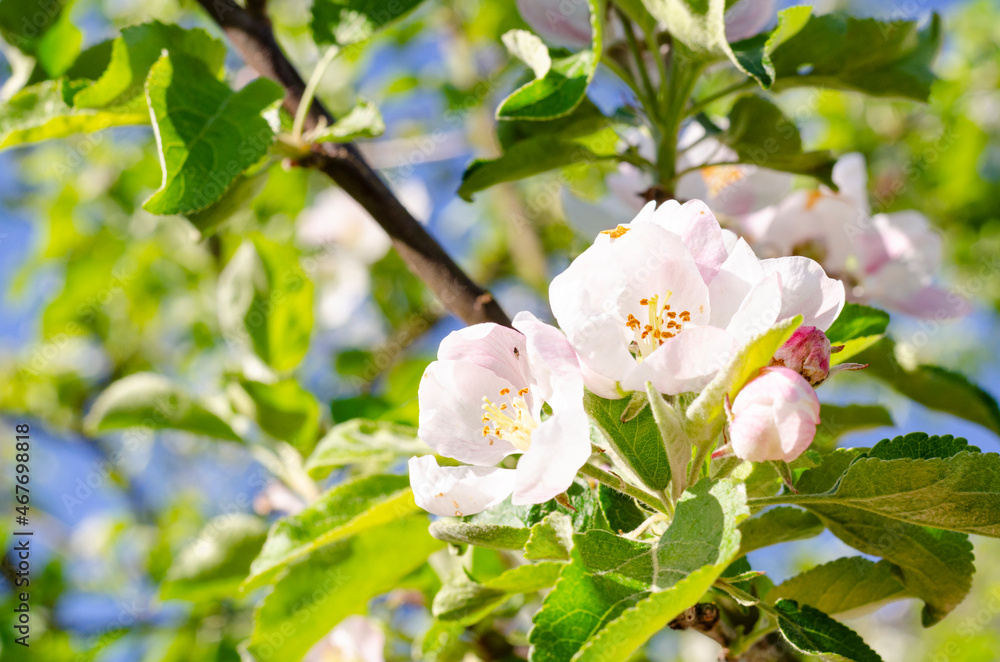 Fototapeta premium Apple tree branch with delicate white-pink flowers. Studio Photo