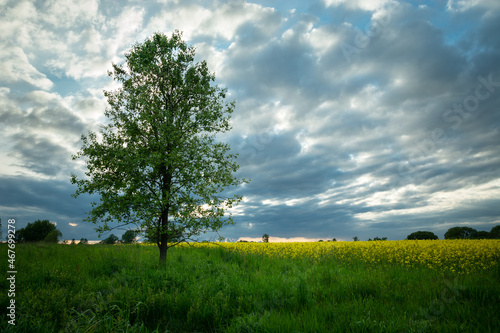 Evening clouds and a tree in the meadow