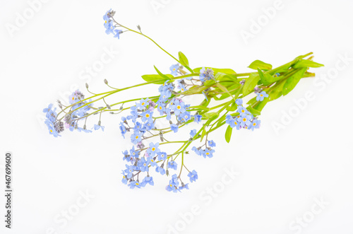 Small bunch of delicate blue spring, summer Myosotis flowers. Studio Photo