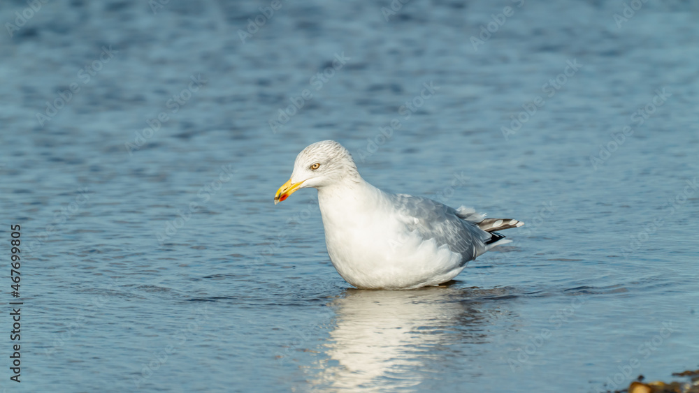 A seagull in the water looking for food A seagull in the water looking for food