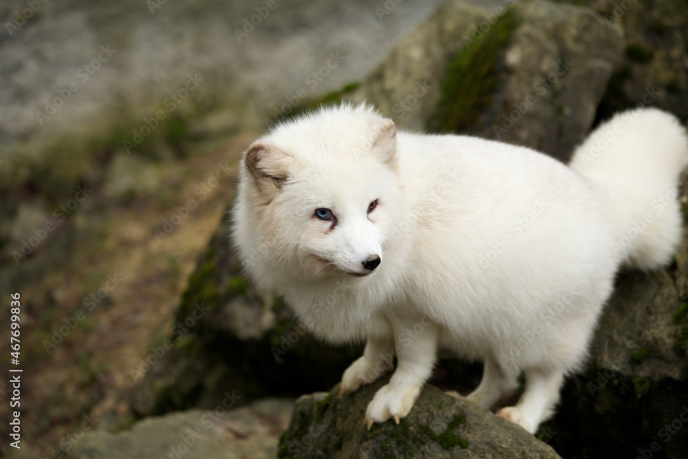 arctic fox arctic fox