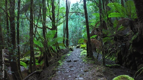 Moving through Tasmania forest by walkpath nature trail. Australia wildlife photo