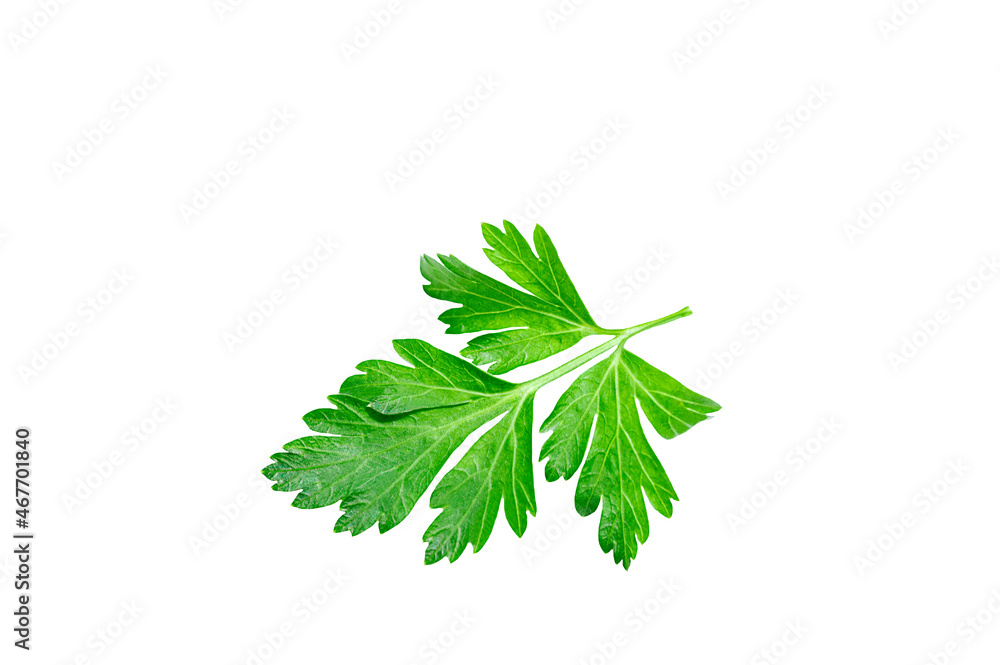 parsley leaf isolated on white background