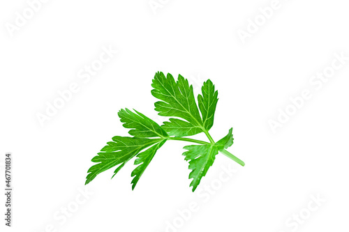 parsley leaf isolated on white background