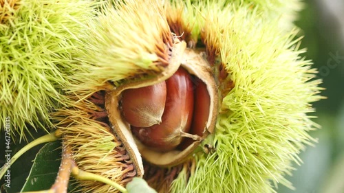 Chestnut bur open shell, GyeongSan Si, GyeongSangBuk-do, South Korea