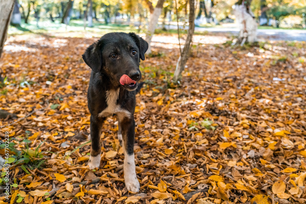 Cute stray puppy in the garden