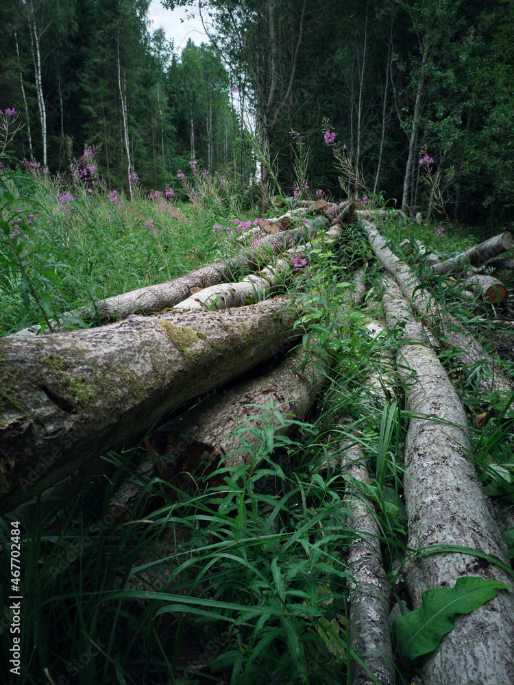 Fototapeta premium Cut down trees in the forest. Cutting down trees.