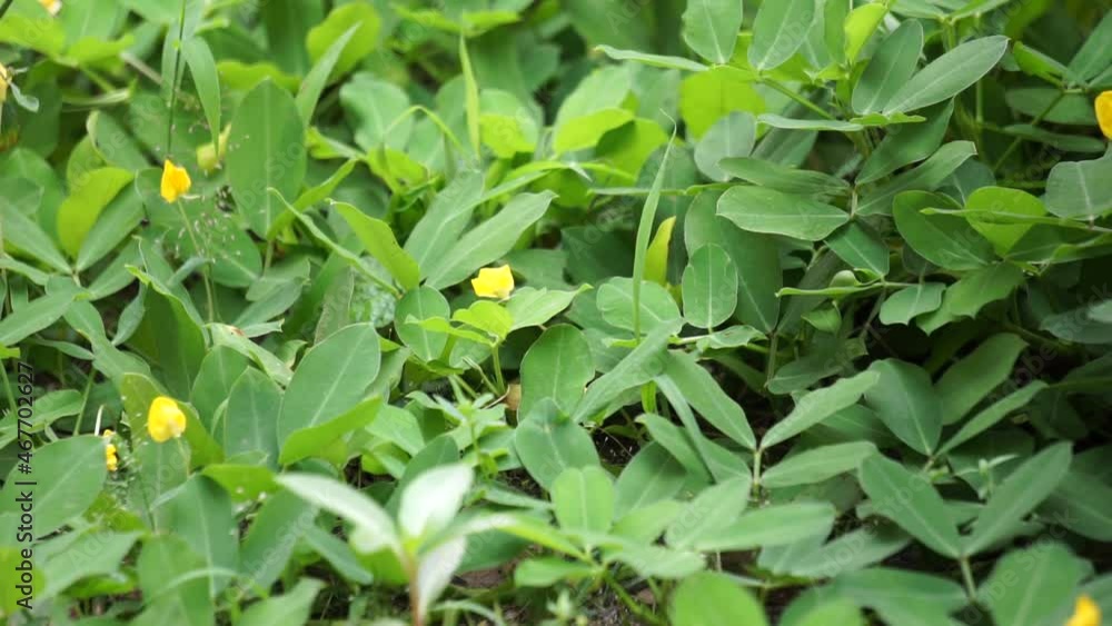 Arachis pintoi (Pinto peanut) with a natural background Arachis pintoi (Pinto peanut) with a natural background