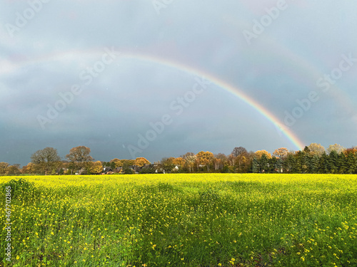 rainbow above the field with blossoming rapeseed, just before thunderstorm with trees in autumn color