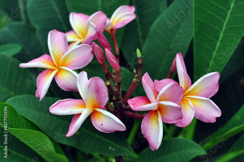 frangipani plumeria flowers