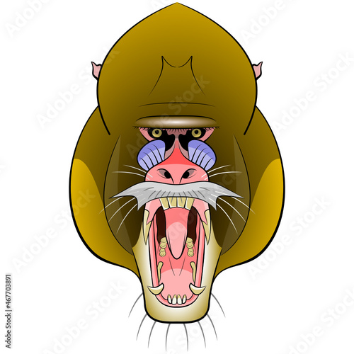 Mandrill head illustration