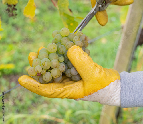 Close up of hand in gloves and with scissors harvesting grapes at vineyard photo