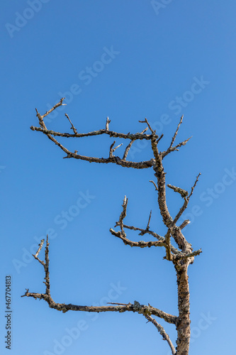 old tree with dead branches due to environment pollution by CO2