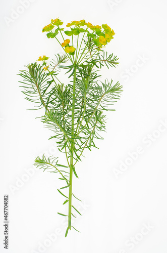 Wild-growing meadow plants and herbs on white background. Studio Photo.