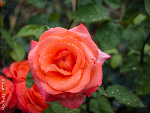 Wallpaper Mural Close-up of a red rose with raindrops blooming outdoors top view. Floral background.  Wallpaper with a natural pattern or a greeting card. Beautiful spring nature scene with blooming roses Torontodigital.ca