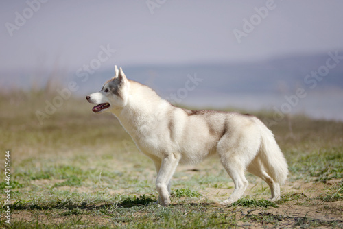 tan female husky walk , stormy sky