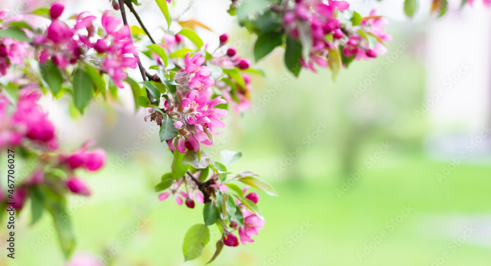 Blooming branches of a decorative apple tree. A blossoming tree. Blooming branches of a decorative apple tree. A blossoming tree.