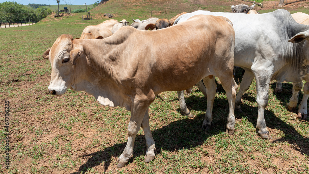 cattle herd in the pasture cattle herd in the pasture