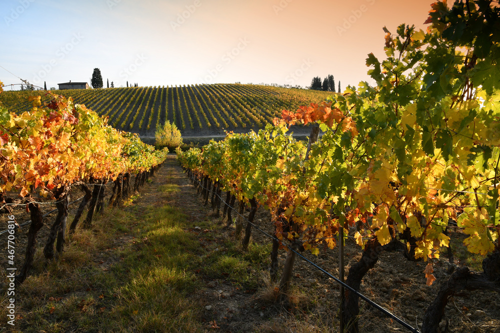 Beautiful vineyards in the Chianti Classico area are colored under the light of the sunset during the autumn season. Greve in Chianti, Italy.