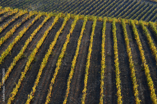 Rows of yellow vineyards in the Chianti Classico area during autumn season. Greve in Chianti, Italy.