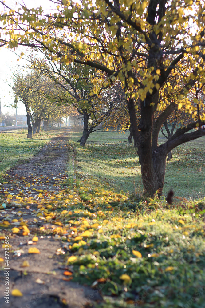 autumn leaves in the park autumn leaves in the park