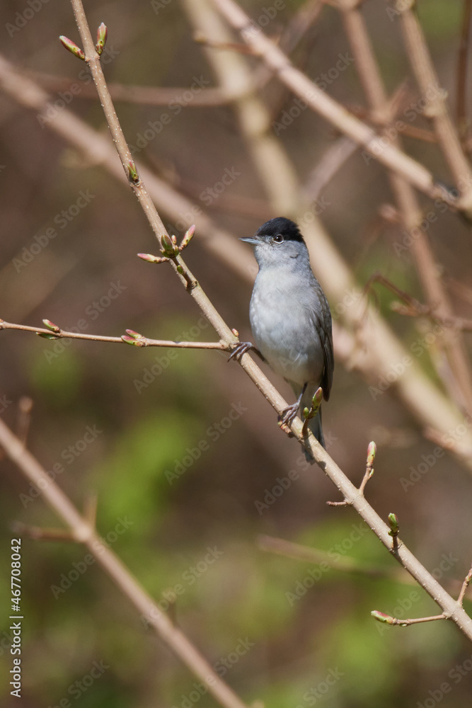 Männchen der Mönchsgrasmücke (Sylvia atricapilla)
Männchen der Mönchsgrasmücke (Sylvia atricapilla)