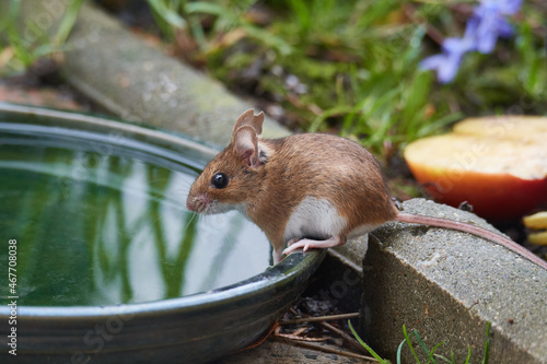 Waldmaus - Apodemus sylvaticus	 photo