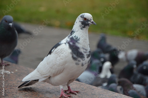 pigeon on the street