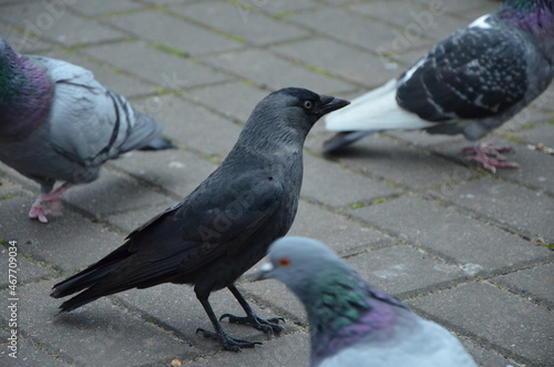 crow in the park among the pigeons