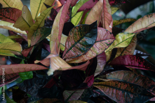 leaves on the ground