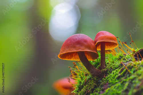 Wild enoki mushrooms - Flammulina Velutipes, two mushrooms growing in the forest photo